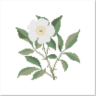 Georgia State Flower Cherokee Rose Posters and Art